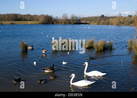 Schwäne Cosmeston Seen und Country Park, Penarth, Vale von Glamorgan, South Wales, UK. Stockfoto