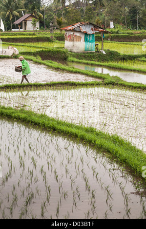 Landwirt Reis in den Reis Pflanzen Felder umliegenden Ubud, zentralen Bali, Indonesien Stockfoto