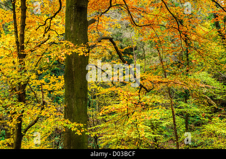 Buche mit seinen lebendigen Farben im Herbst. Der vorherigen Holz, Portbury, North Somerset, England Stockfoto