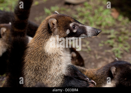 White-gerochene Nasenbär in Costa Rica Stockfoto