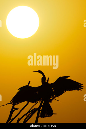 Keoladeo Ghana Nationalpark Flügel trocknen indischen Darter zuvor Bharatpur Bird Sanctuary Bharatpur Rajasthan Indien Stockfoto