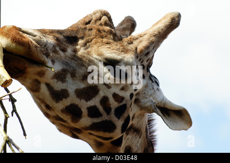 Rothschild Giraffe Kopf und Hals Foto Stockfoto