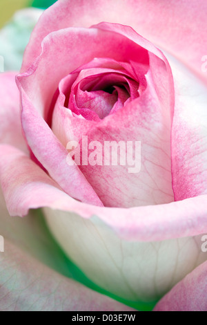 Nahaufnahme einer rose Blume Stockfoto