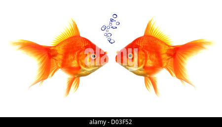 Goldfische mit Luftblasen zeigen Diskussion Diskussion oder Gespräch Konzept Stockfoto