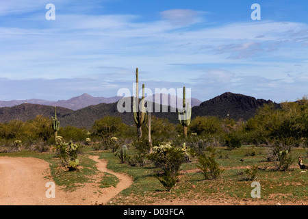 Tucson, Arizona, Vereinigte Staaten von Amerika. Weißen Hengst Dude Ranch Stockfoto