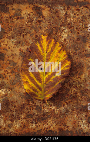 Nahaufnahme von gelb orange und braun Herbst Blatt des Blackberry oder Brombeere oder Rubus Fruticosus auf rostigen Metall Stockfoto