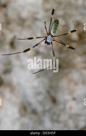 Eine weibliche Golden Orb Spinne (Nephila Clavipes) sitzt im Netz, warten auf Beute. Die Bürsten in den Zügen sind deutlich sichtbar. Stockfoto