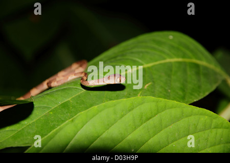 Ein Bluntheaded Baum-Schlange (Imantodes Cenchoa) gleiten durch die Blätter in der Nacht in der Nähe von Manuel Antonio, Costa Rica. Stockfoto