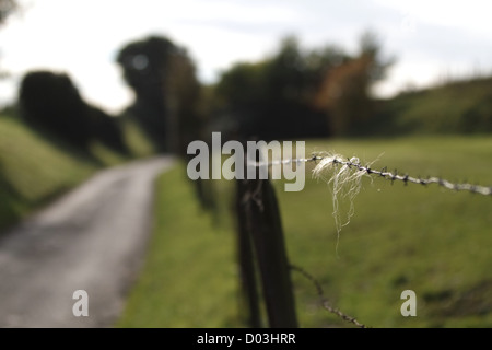 Ein bisschen Fell stecken in einem Stacheldrahtzaun neben einer kleinen Landstraße an einem sonnigen Nachmittag in Maastricht, Niederlande. Stockfoto