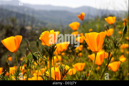 Goldene California Poppies. Küste von Santa Cruz, California, USA. Stockfoto