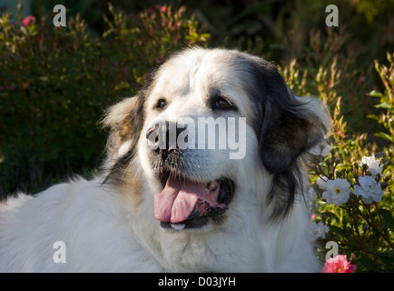 Porträt der Pyrenäenberghund mit Nachmittag Licht. Stockfoto