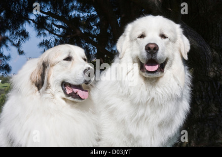 Porträt von zwei großen Pyrenäen zusammen in einem Park. Stockfoto