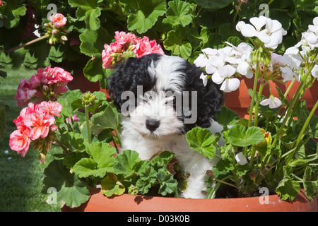 Ein Havaneser Welpe in einem Blumentopf, umgeben von Blumen. Stockfoto