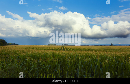 Horbourg Wihr Mais Fied, Elsass, Haut-Rhin, Frankreich Stockfoto