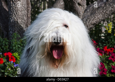 Porträt von einem Old English Sheepdog vor Blüten sitzen. Stockfoto