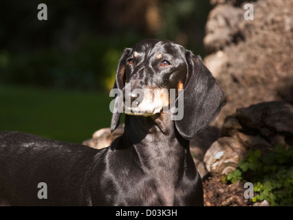 Porträt von einem Dackel in einem Patch des Sonnenlichts in einem Park. Stockfoto