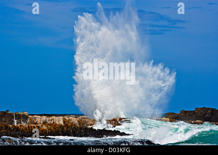 Große Wellen entlang der zerklüfteten Küste der Curio Bay an der fossile Wald entlang der Southern Scenic Route, Catllins, Otago, Neuseeland Stockfoto