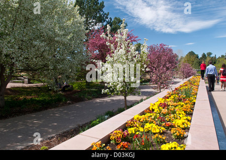 USA, Colorado, Denver. Denver Botanic Gardens. Saisonal veränderte Blumenbeet gefüllt mit Stiefmütterchen Offsets Frühling Blütenbäumen. Stockfoto