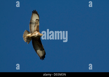 Mäusebussard (Buteo buteo), direkt flying Overhead. Raubvogel mit einer beeindruckenden Spannweite Jagd oben Stockfoto