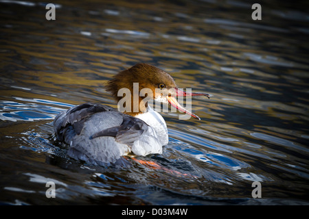 Ein Weibchen Gänsesäger, Mergus Merganser, bedroht die anderen Wasservögeln an einem See. Stockfoto