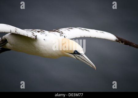 Gannett, Morus bassanus, Segelfliegen über einer Klippe an der Küste von East Yorkshire, England, Großbritannien Stockfoto