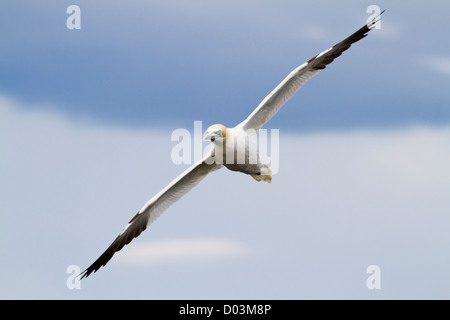 Gannett, Morus bassanus, Segelfliegen über einer Klippe an der Küste von East Yorkshire, England, Großbritannien Stockfoto