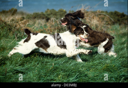 ZWEI WUNDERSCHÖNE ENGLISH SPRINGER SPANIEL IM FELD SPIELEN / ENGLAND Stockfoto