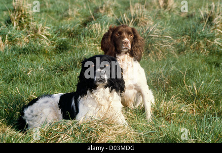 Zwei schöne English Springer Spaniel VERLEGUNG IN FELD/ENGLAND Stockfoto