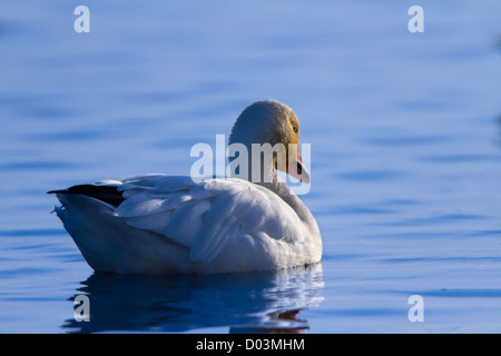 Schneegans, Überwinterung im Sacramento National Wildlife Refuge, Sacramento Valley, Kalifornien. Stockfoto