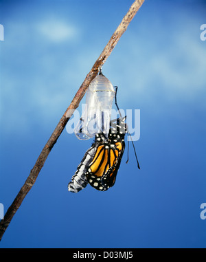 MONARCHFALTER (ERWACHSENE) (DANAUS PLEXIPPUS) NEU ENTSTANDEN ERWACHSENE VON CHRYSALIS AUFPUMPEN DER FLÜGEL. STUDIO-SERIE B-2 Stockfoto