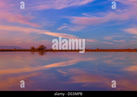 Reflexionen im gefluteten Reisfeldern im Sacramento Valley, Kalifornien, bei Sonnenuntergang. Stockfoto