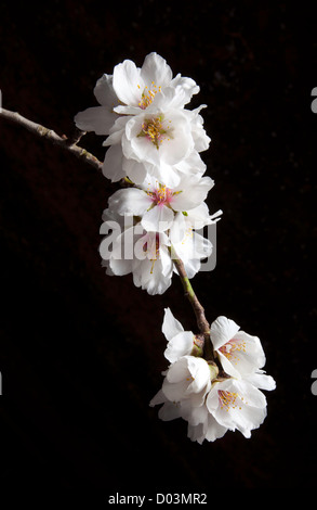 Mandelblüten unter Studiobeleuchtung, Sacramento Valley, Kalifornien. Stockfoto