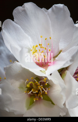 Mandelblüten unter Studiobeleuchtung, Sacramento Valley, Kalifornien. Stockfoto