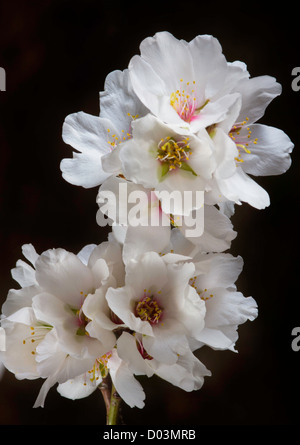 Mandelblüten unter Studiobeleuchtung, Sacramento Valley, Kalifornien. Stockfoto