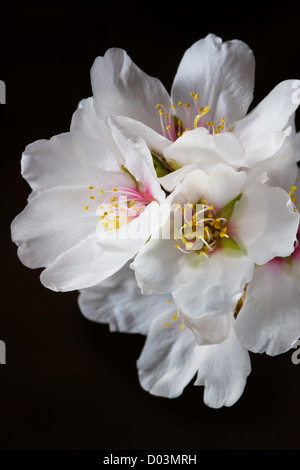 Mandelblüten unter Studiobeleuchtung, Sacramento Valley, Kalifornien. Stockfoto