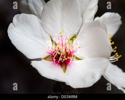 Mandelblüten unter Studiobeleuchtung, Sacramento Valley, Kalifornien. Stockfoto