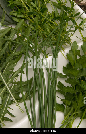 Frischen biologisch angebaute Kräuter aus dem Garten Stockfoto
