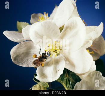 HONEY BEE; BIENENKORB BIENE (APIS MELLIFERA) AUF APFELBLÜTE / STUDIO Stockfoto