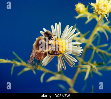 Honigbiene (APIS MELLIFERA) Stockfoto
