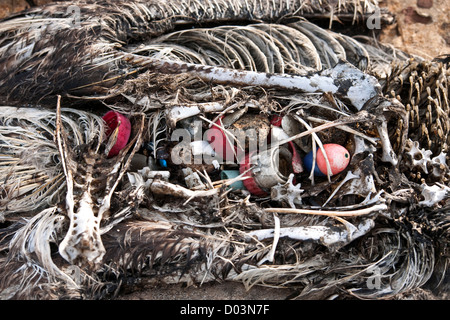 Ein schwarz – Schwarzfuß Albatros (Phoebastria Albatrus, gefährdet) Toten von der Einnahme von zu viel Kunststoff Schutt. Archipel. Stockfoto