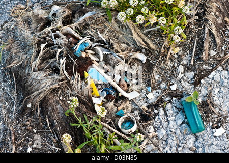 Ein schwarz – Schwarzfuß Albatros (Phoebastria Albatrus, gefährdet) Toten von der Einnahme von zu viel Kunststoff Schutt. Archipel. Stockfoto