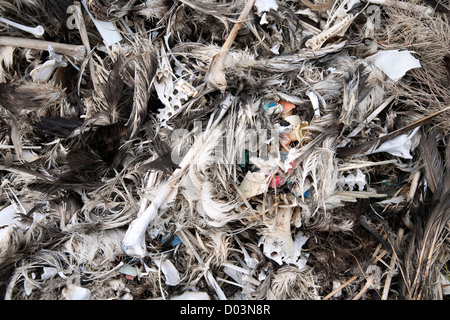 Ein schwarz – Schwarzfuß Albatros (Phoebastria Albatrus, gefährdet) Toten von der Einnahme von zu viel Kunststoff Schutt. Archipel. Stockfoto