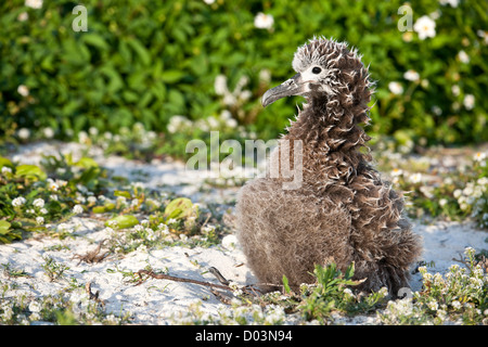 Schwarz – Schwarzfuß Albatros / Phoebastria Albatrus Küken dieser Art wird als stark gefährdet aufgeführt Stockfoto