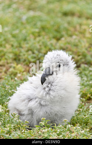 Schwarz – Schwarzfuß Albatros / Phoebastria Albatrus Küken dieser Art wird als stark gefährdet aufgeführt Stockfoto