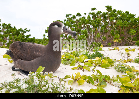 Schwarz – Schwarzfuß Albatros / Phoebastria Albatrus. Diese Art wird als stark gefährdet aufgeführt. Stockfoto