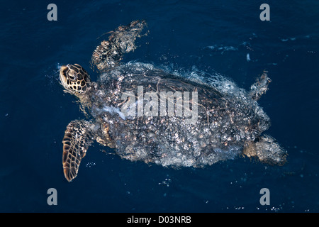 Hawaiianische Suppenschildkröte (Chelonia Mydas) schwimmen in der Nacht. Diese Spezies ist aufgeführt als gefährdet in der roten Liste der IUCN Stockfoto