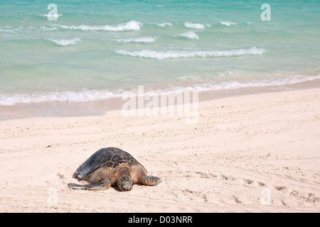 Hawaiianische Suppenschildkröte / Chelonia Mydas am Strand ausruhen. Diese Spezies ist aufgeführt als gefährdet in der roten Liste der IUCN Stockfoto
