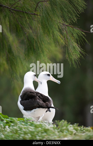 Laysan Albatros (Phoebastria Immutabilis) paar. Diese Art ist als gefährdet aufgeführt. Stockfoto