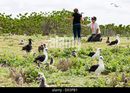 Wissenschaftler arbeiten auf dem Feld Kennzeichnung Albatros Stockfoto