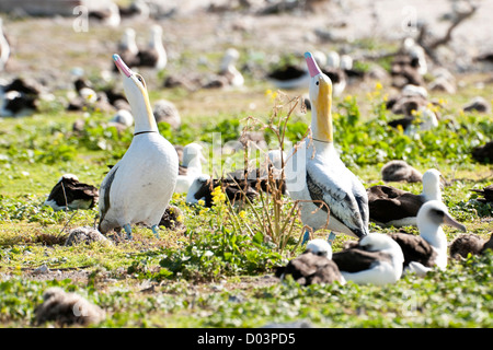 Kurzschwanz-Albatros (Phoebastria Albatrus) Köder. Diese Art ist als gefährdet in der UICN Rote Liste aufgeführt. Stockfoto